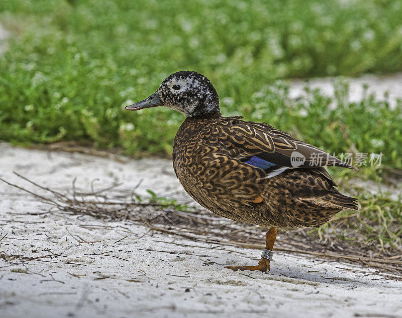 Laysan Duck (Anas laysanensis)，也被称为Laysan Teal，因为它的体积小，是一种濒临灭绝的涉水鸭，夏威夷群岛特有。现在只存活在三个小岛上。Papahānaumokuākea海洋国家纪念碑，